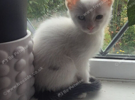 Fluffy kittens