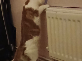 Male cat