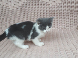 Grey and white kitten
