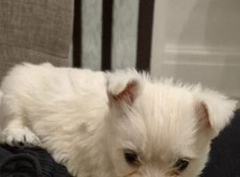Puppy for sale