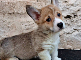 Pembroke Corgis