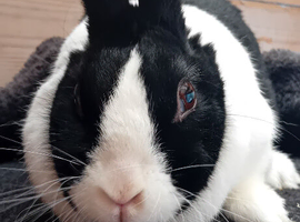 Doe dutch rabbit.
