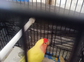 Rare red eye lutino opalines love bird