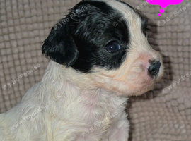 Gorgeous puppies