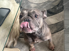 French bulldog