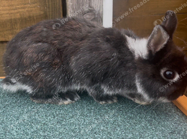 Pure bred Netherland dwarf
