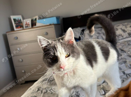Female cat