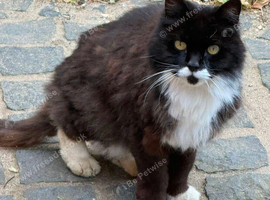Tuxedo cat for rehoming