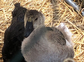 African goslins