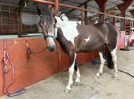 Buckskin gelding