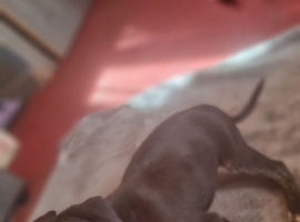 Puppy's for sale part lurcher and beagal
