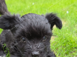 Biewer Yorkshire terrier puppy