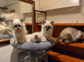 Pure ragdoll kittens