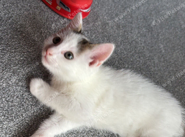 Ragdoll /British short hair