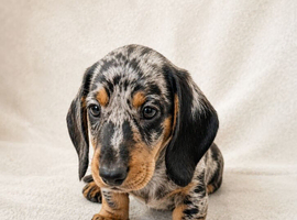 Miniature Dachshund Puppies, KC reg