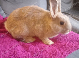Reduced:16wk old buck