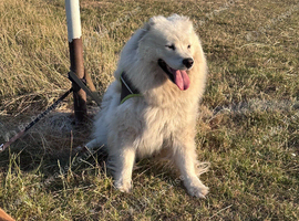 Samoyed female for sale