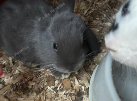 Mini lop babies