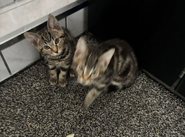 2 tabby kittens