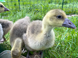 Goslings 3 weeks old