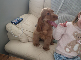 KC Registered, Health Tested Puppy