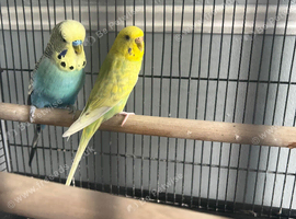 Male and female budgie