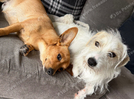 Chihuahua cross dashcund puppies for sale
