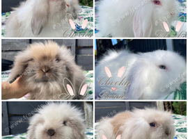 Beautiful Mini Lion Lop Boys