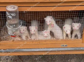 Ferret kits sir sale ready to go