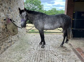 Super young horse with great potential