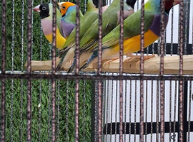 Gouldian finches