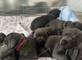 Blue Staffordshire bull terrier puppies