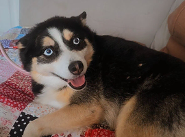 Female Pomsky