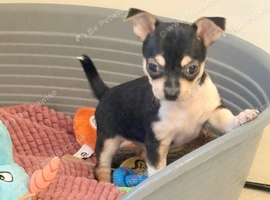 Chihuahua puppies