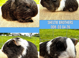 Pair of Sheltie Brothers