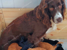 Cocker spaniel puppies