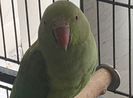 Pickle indian ringneck