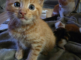 2 cute ginger kittens available