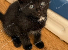 Last kitten