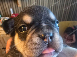 Stunning frenchie pups