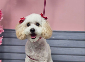 Toy poodle girl for re homing