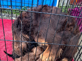 Cockapoo Puppies
