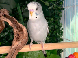 2 beautiful baby male budgies looking for their forever homes