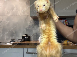 Cinnamon Male ferret for sale