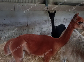 Female alpaca for sale