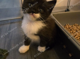 6 gorgeous kittens