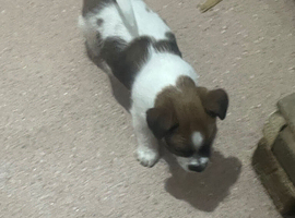 Jack Russell boy