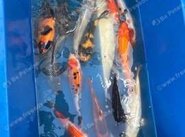 Various Japanese Koi