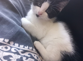 Pretty boy kitten