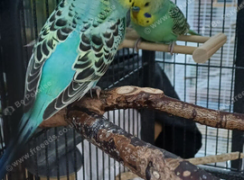 Pair of baby cocks